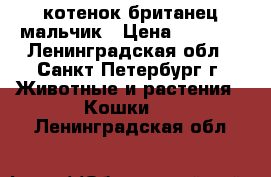 котенок британец мальчик › Цена ­ 2 000 - Ленинградская обл., Санкт-Петербург г. Животные и растения » Кошки   . Ленинградская обл.